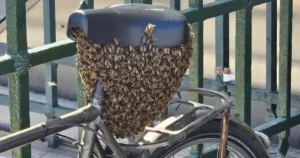 10 тисяч бджіл атакували велосипед біля Лувру та заблокували вхід до метро