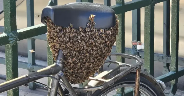 10 тисяч бджіл паралізували Париж: шокуючий інцидент біля Лувру та входу до метро!