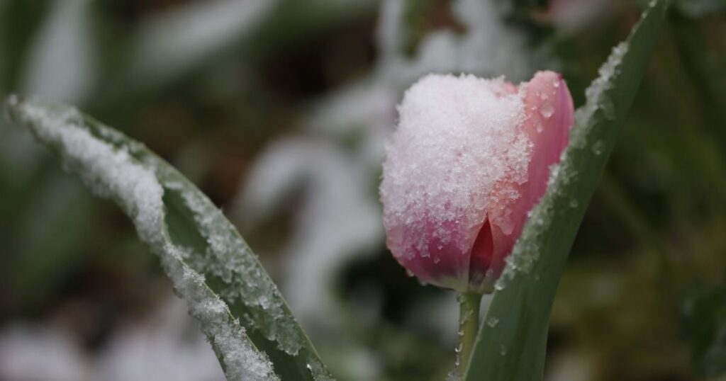 Весна бере паузу: до України сунуть заморозки — коли нарешті повернеться справжнє тепло