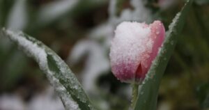 Весна бере паузу: заморозки йдуть до України — коли повернеться тепло