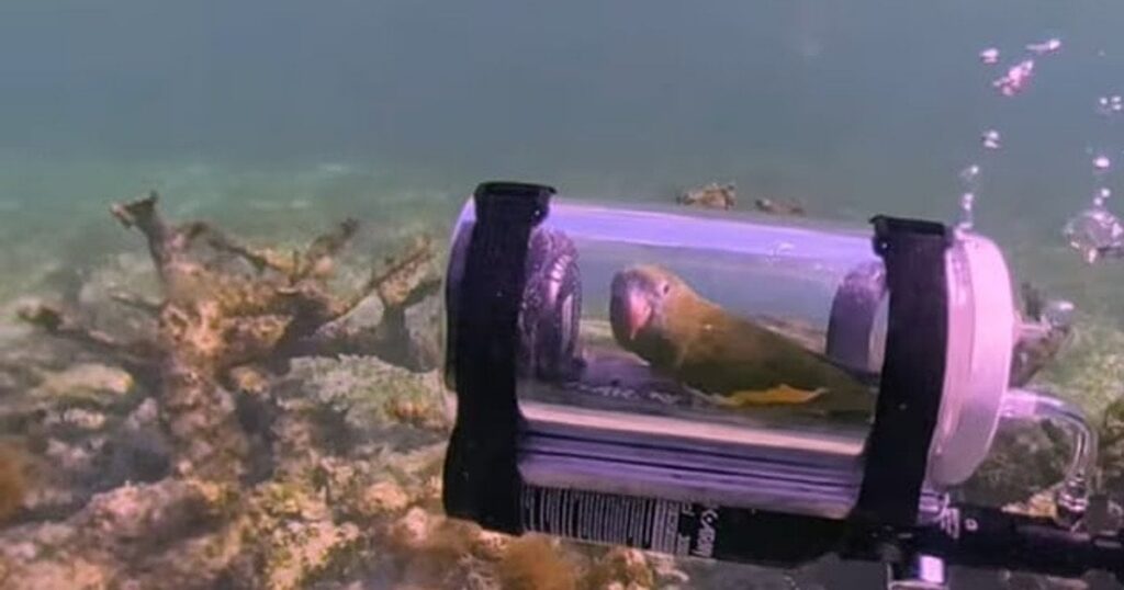 Папуга Бебе — вірусне занурення в мінісубмарині спричинило скандал і реакцію PETA — Цікaвинки