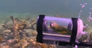 Папуга-дайвер Бебе: вірусний винахід, скандал та реакція PETA