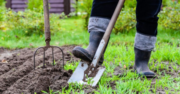 Квітень на городі: Ваш посібник з висаджування рослин у відкритий ґрунт та садівничих робіт