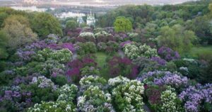 Київ та область: Арктичний холод, заморозки та штормовий вітер 24 квітня – що на нас чекає!