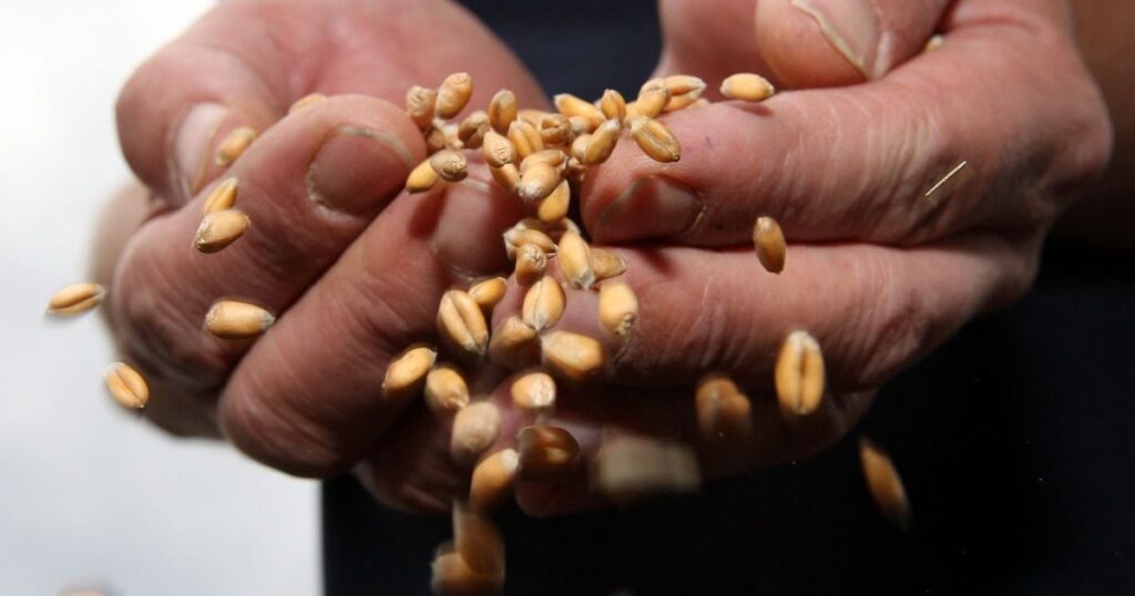 Скандал із викраденим зерном: Зеленський готує санкції, Ізраїль звинувачує у твітер-дипломатії — Політика