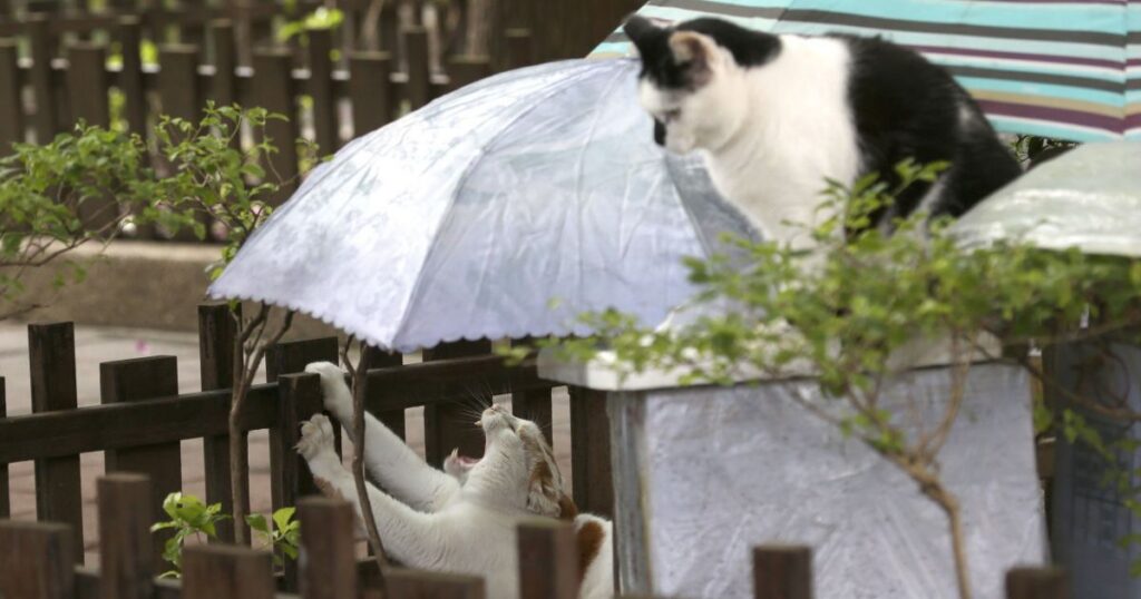 Погода в Україні - коли стане тепліше, яким буде прогноз погоди на 16 квітня — Укрaїнa