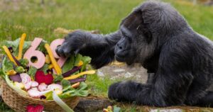 Найстаріша горила Фату відзначила 69 років: історія рекордсменки — Цікaвинки