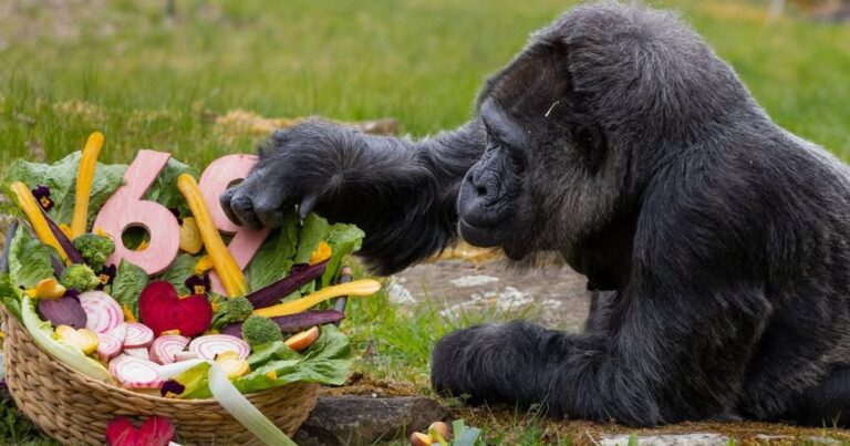 Фату: Найстаріша горила у світі відсвяткувала 69-й день народження