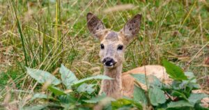 Бебко: TikTok-зірка з Карпат, що змушує свого рятівника лізти на дерева!
