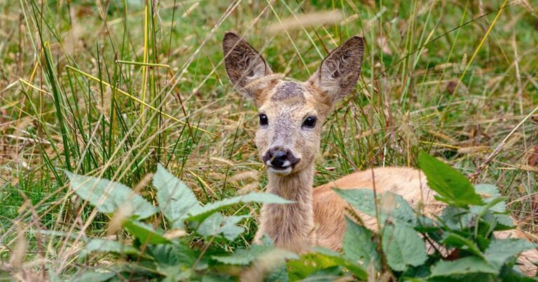 Бебко: TikTok-зірка з Карпат, що змушує свого рятівника лізти на дерева!