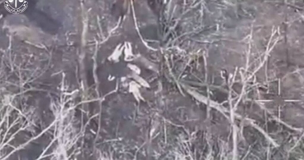 Розстріл замість перемир’я: росіяни вбили чотирьох полонених на Харківщині — Укрaїнa