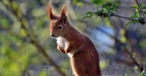 Літо 2026: Спека, аномалії та непередбачувані опади — прогноз синоптиків для України