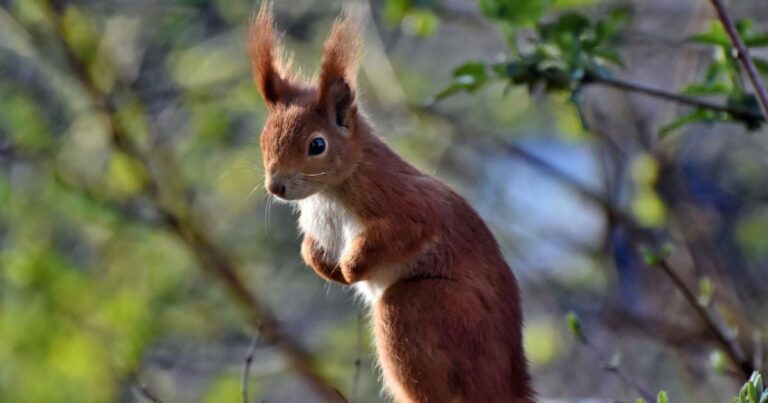 Літо 2026: Спека, аномалії та непередбачувані опади — прогноз синоптиків для України