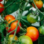 Як вберегти помідори від фітофтори та не втратити врожай
