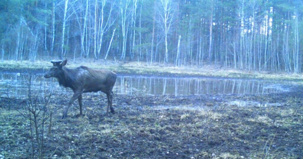 У Чорнобилі показали унікальну водойму, яка стала осередком життя диких тварин - фото — Укрaїнa
