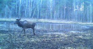 Чорнобильський Оазис: Як Невелика Водойма Стала Притулком для Диких Тварин