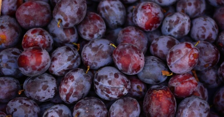 Червиві сливи – це реальна загроза! Як урятувати урожай від невидимого ворога вже у травні