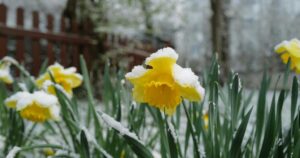 Аномальний Снігопад в Україні: Негода Накрила Квітневі Міста!