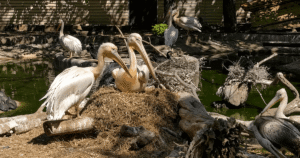 РОЖЕВІ ПЕЛіКАНИ В ОДЕСЬКОМУ ЗООПАРКУ: НОВЕ ПОПОВНЕННЯ І ЧОМУ ПТАШЕНЯ СІРЕ?