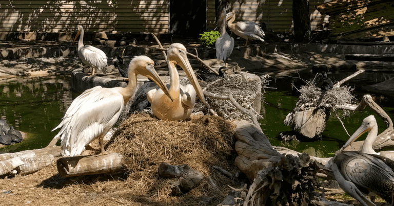 РОЖЕВІ ПЕЛіКАНИ В ОДЕСЬКОМУ ЗООПАРКУ: НОВЕ ПОПОВНЕННЯ І ЧОМУ ПТАШЕНЯ СІРЕ?
