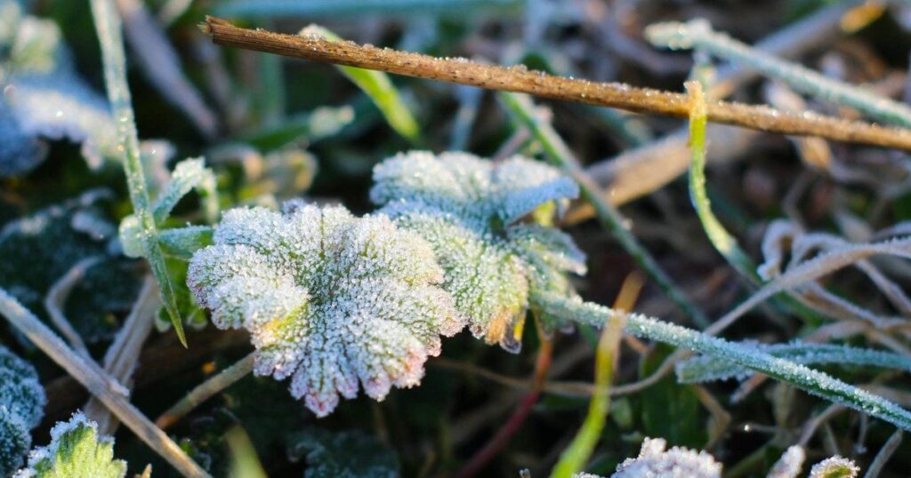 Заморозки вдарять по Україні перед святами: в яких областях чекати на "мінус"