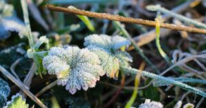 ПОПЕРЕДЖЕННЯ ПРО ЗАМОРОЗКИ: Україну накривають морози перед святами