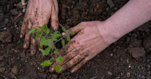 Що покласти в лунки під час садіння перцю й томатів, щоб рослини не хворіли та рясно плодоносили — Різне