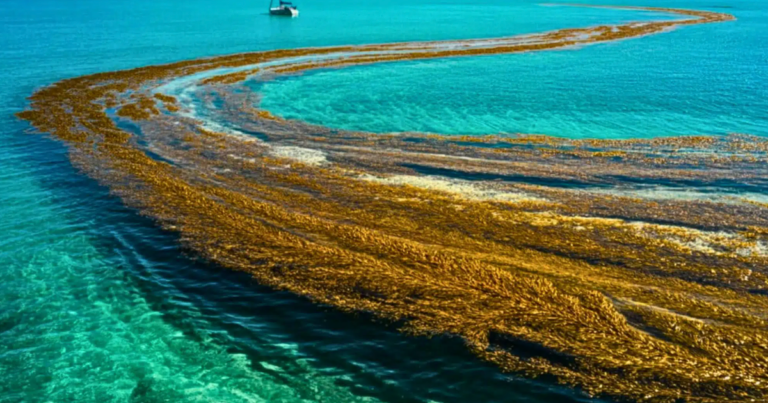 Саргасове Море Без Берегів: Шок! Воно Меняється На Наших Очах!