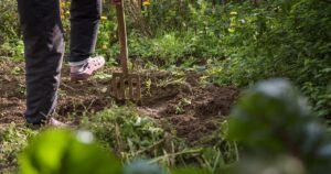 Волохатий Велетень на Вашому Городі: Несподіваний Гість з Півдня України!