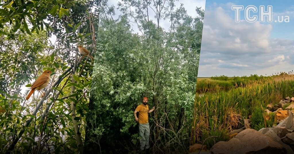 Дикий ліс та солов’ї: що відбувається на місці знищеного росіянами Каховського водосховища Дикий ліс та солов’ї: що відбувається на місці знищеного росіянами Каховського водосховища