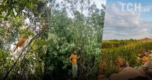 Дикий Ліс на Місці Каховського Водосховища: Неймовірне Відродження Природи та Пісні Солов’їв