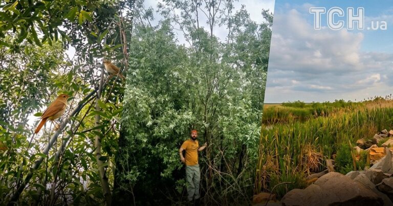 Дикий Ліс на Місці Каховського Водосховища: Неймовірне Відродження Природи та Пісні Солов’їв