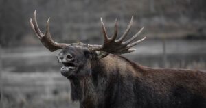Обережно, у Києві лосі: звідки взялися і в чому небезпека