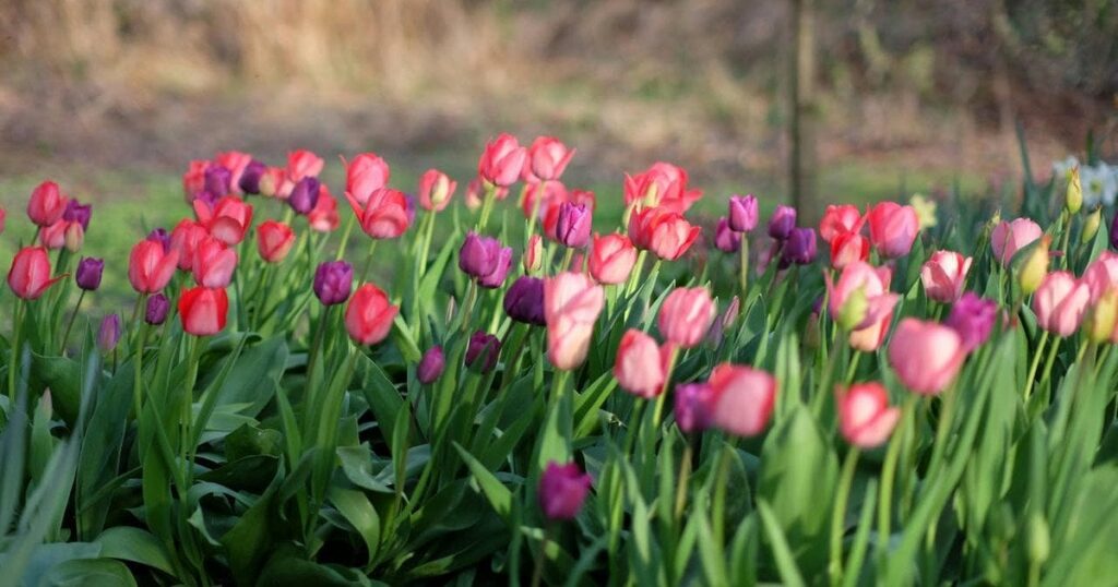 У Києві затримали жінку, яка нищила клумби з квітами: що відомо