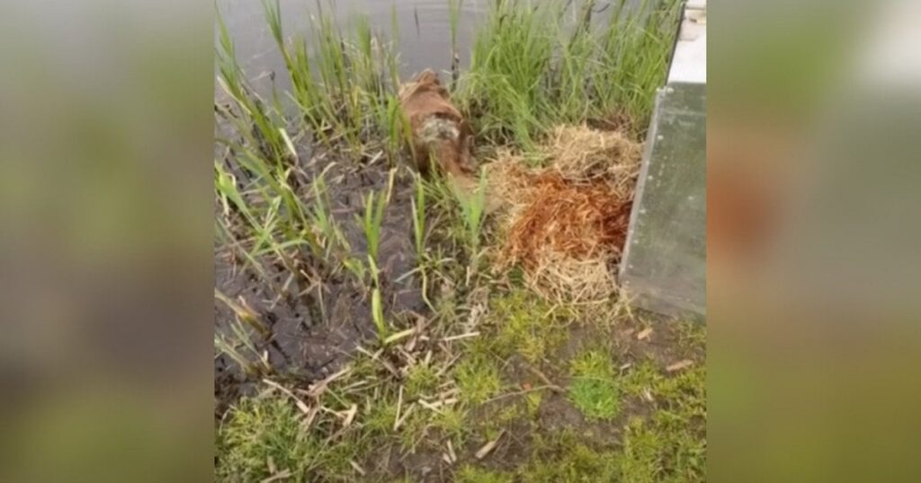У Києві врятований після тяжких травм бобер повернувся у дику природу (відео)