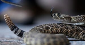 Це може врятувати вас: як швидко відрізнити отруйну змію від вужа