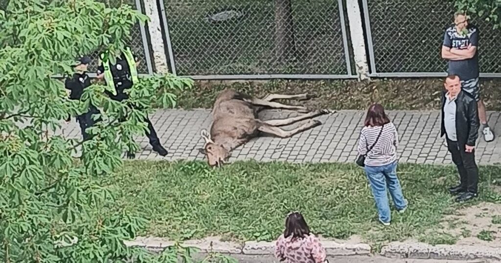Загибель лося у Львові — тварина забігла в Рясне-2 і врізалась в огорожу садка — Львів Загибель лося у Львові — тварина забігла в Рясне-2 і врізалась в огорожу садка — Львів