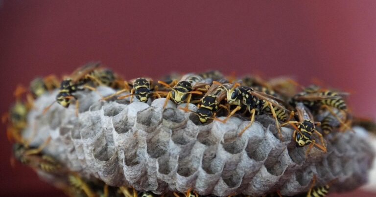 Оси, шершні та величезні штрафи: шокуючі закони Німеччини для українців