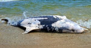 Безпрецедентний мор дельфінів у Чорному морі: на Одещині зафіксували рекордний випадок