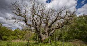 Легендарний Дуб Major Oak Шервудського Лісу Відійшов у Вічність: Кінець Епохи для Прихистку Робін Гуда