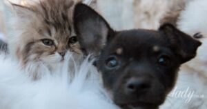З ким залишиться домашній улюбленець після розлучення: що каже закон України
