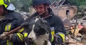 Надія в руїнах: Як рятувальники ДСНС врятували собаку з-під завалів у Запоріжжі після чергового обстрілу