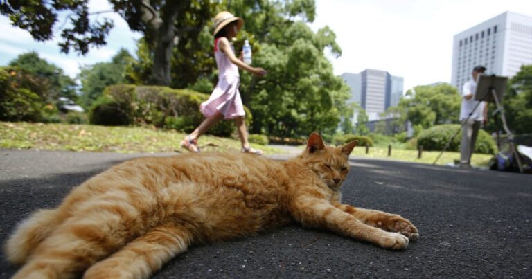 Небезпечна Спека накриє Київщину: Прогноз Погоди до +40°C – Що Потрібно Знати!