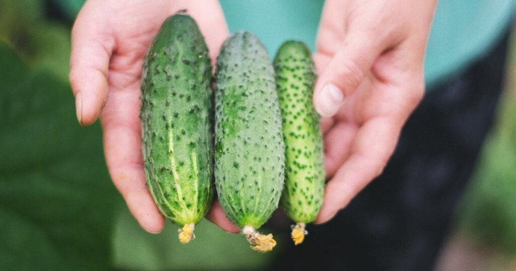 У спеку жовтіє листя і в’януть плоди: чим підживити огірки, щоб не втрати врожай У спеку жовтіє листя і в’януть плоди: чим підживити огірки, щоб не втрати врожай