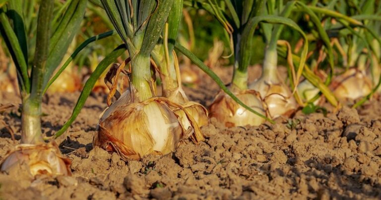 Як виростити цибулю розміром з кулак: секрети підживлення для максимального врожаю