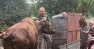 Унікальна евакуація: Волонтери врятували жінку та її корову з Донеччини