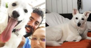 Собака героїчно загинула у сутичці з вовком, захищаючи свого дворічного господаря — фото
