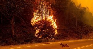Новини світу сьогодні - лісові пожежі в Іспанії, 12 загиблих — Світ