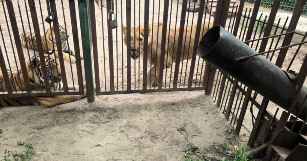 На Полтавщині левиця покусала 5-річного хлопчика: дитина в лікарні — Укрaїнa На Полтавщині левиця покусала 5-річного хлопчика: дитина в лікарні — Укрaїнa
