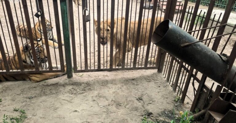 На Полтавщині левиця напала на 5-річного хлопчика під час екскурсії: деталі інциденту
